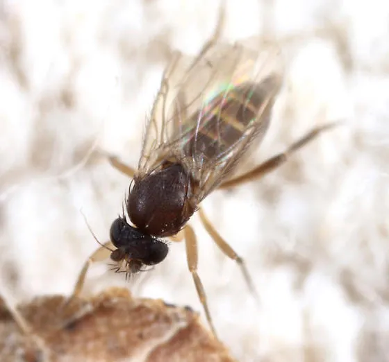 19816 tarantula quarantine