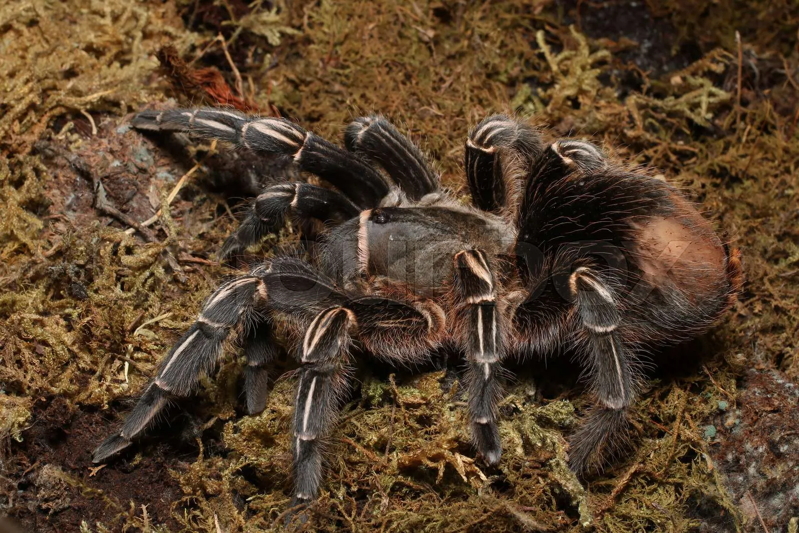 19818 costa rican zebra tarantula image1