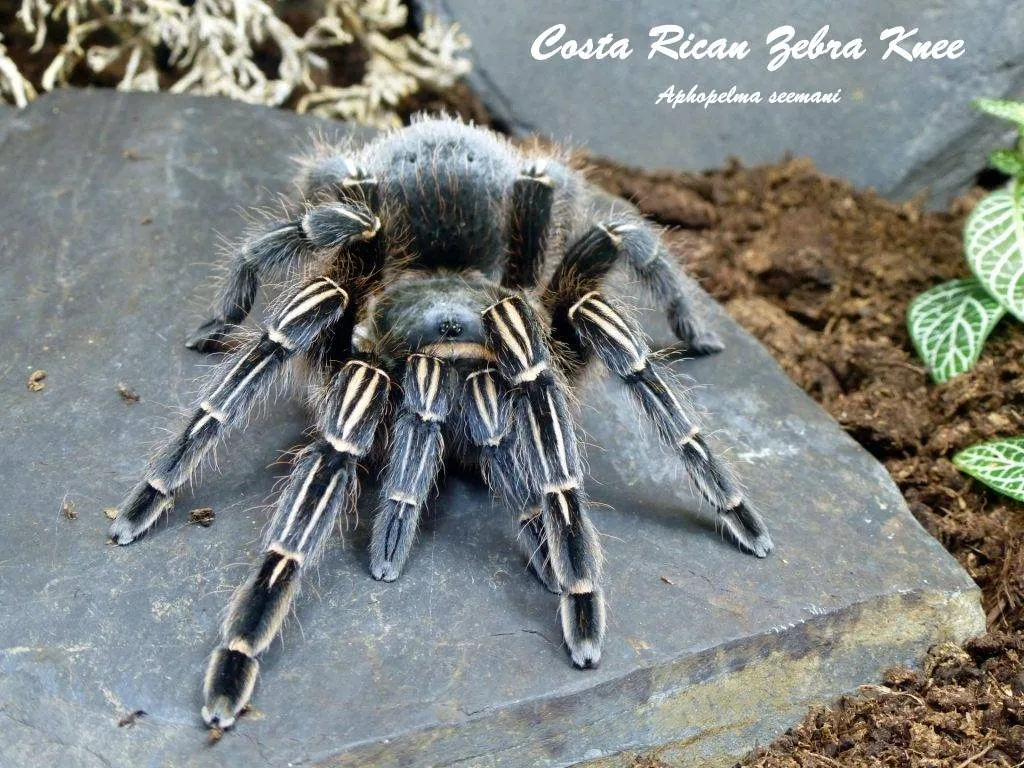 19818 costa rican zebra tarantula image2