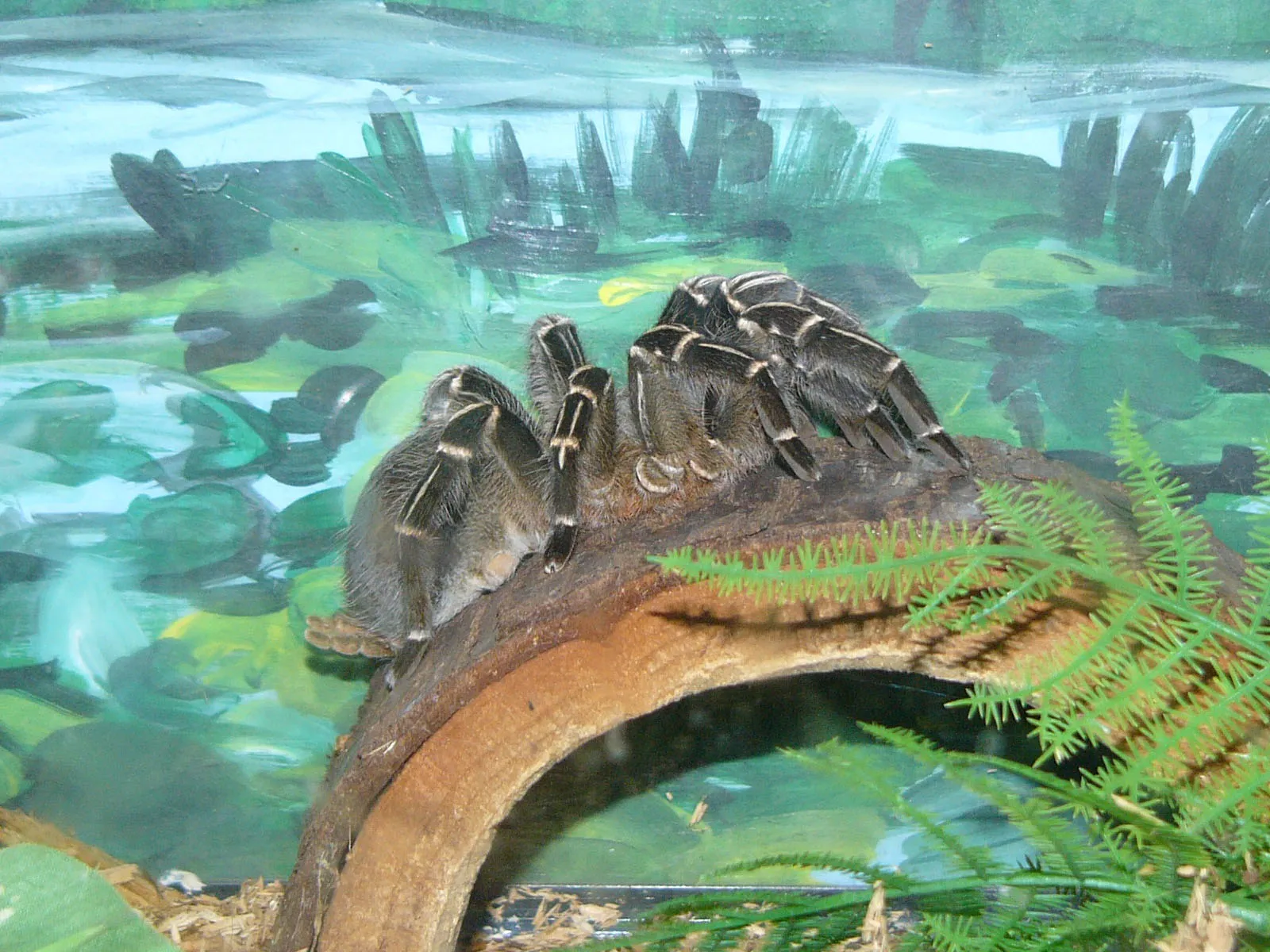 19818 costa rican zebra tarantula image3