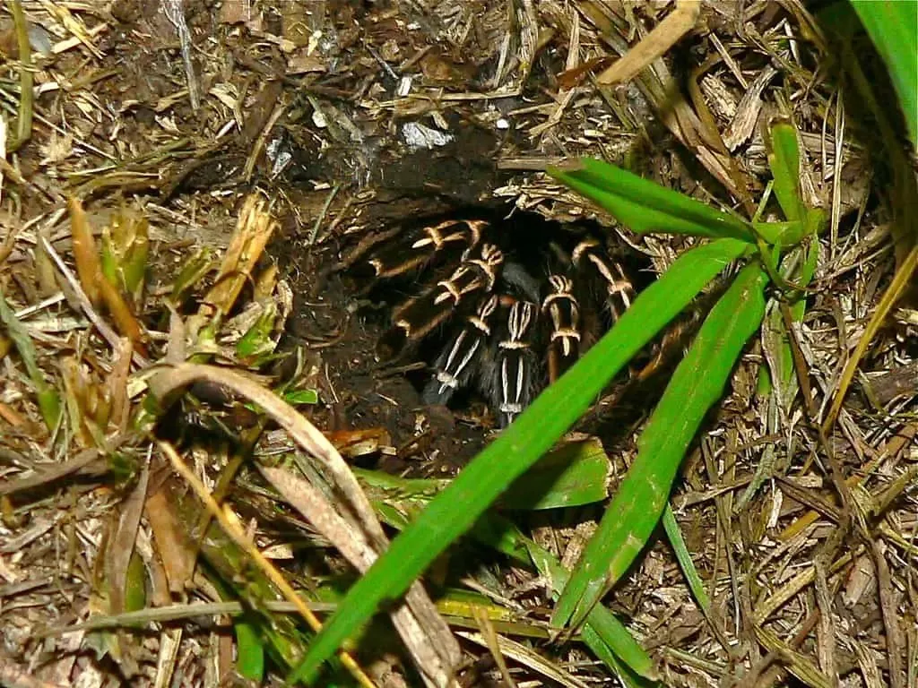 19818 costa rican zebra tarantula image6