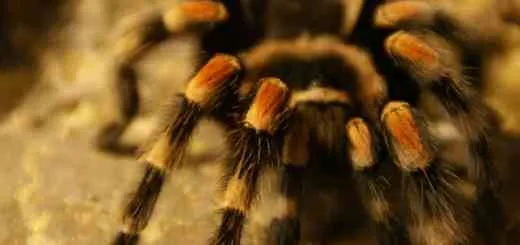 /img/19818-costa-rican-zebra-tarantula-image7.webp