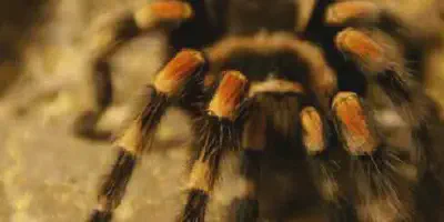 /img/19818-costa-rican-zebra-tarantula-image7.webp