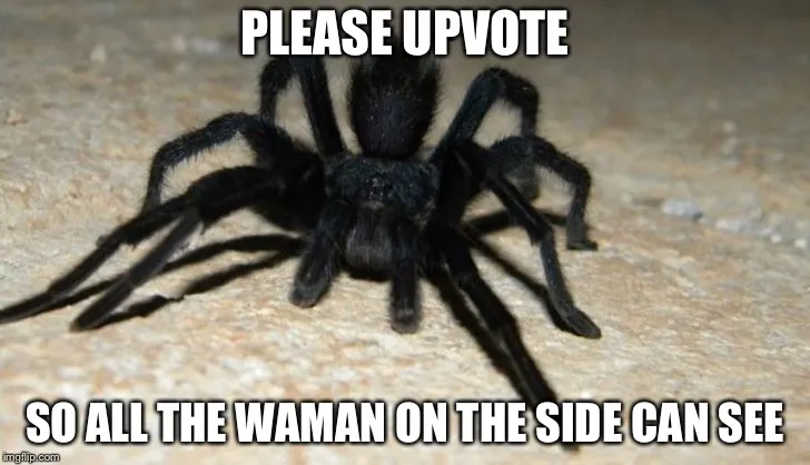 19819 tarantula meme 1
