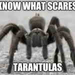 19819 tarantula meme 2