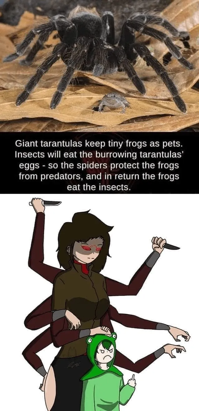 19819 tarantula meme 3