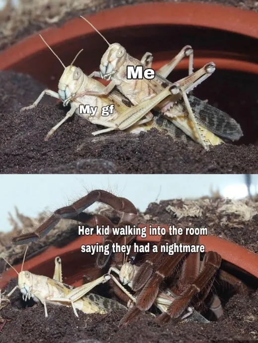 19819 tarantula meme 4