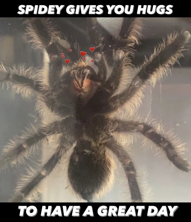 19819 tarantula meme 6
