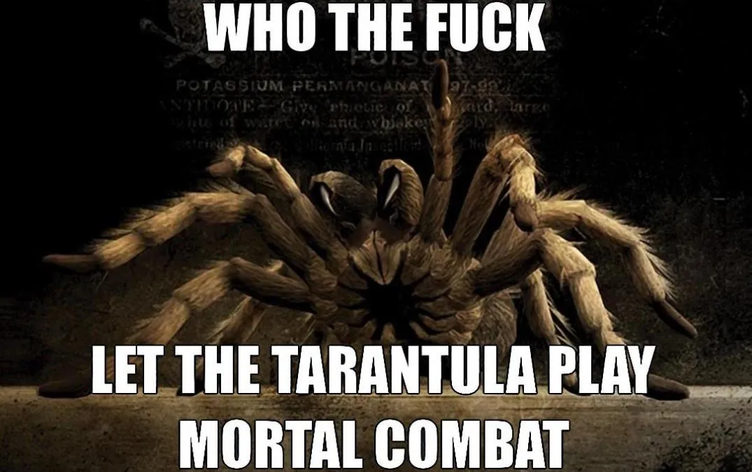 /img/19819-tarantula-meme-7.webp