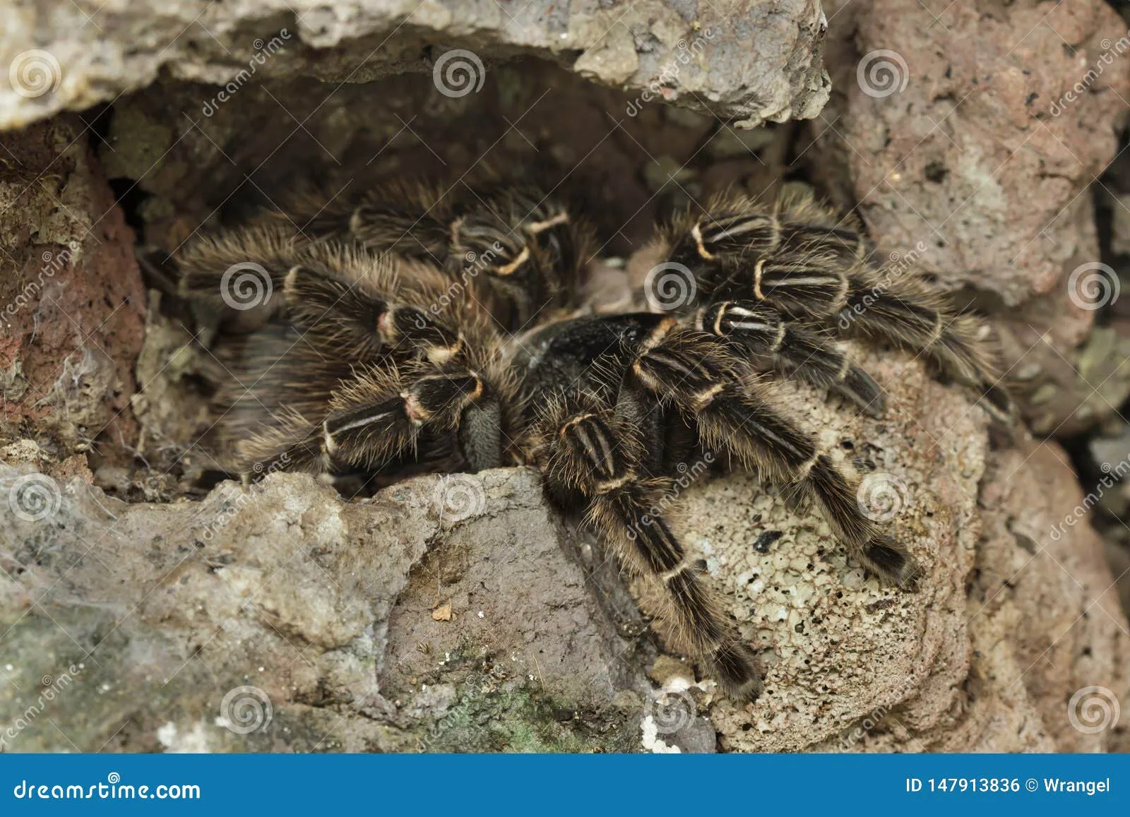 19823 pink salmon lemon herb