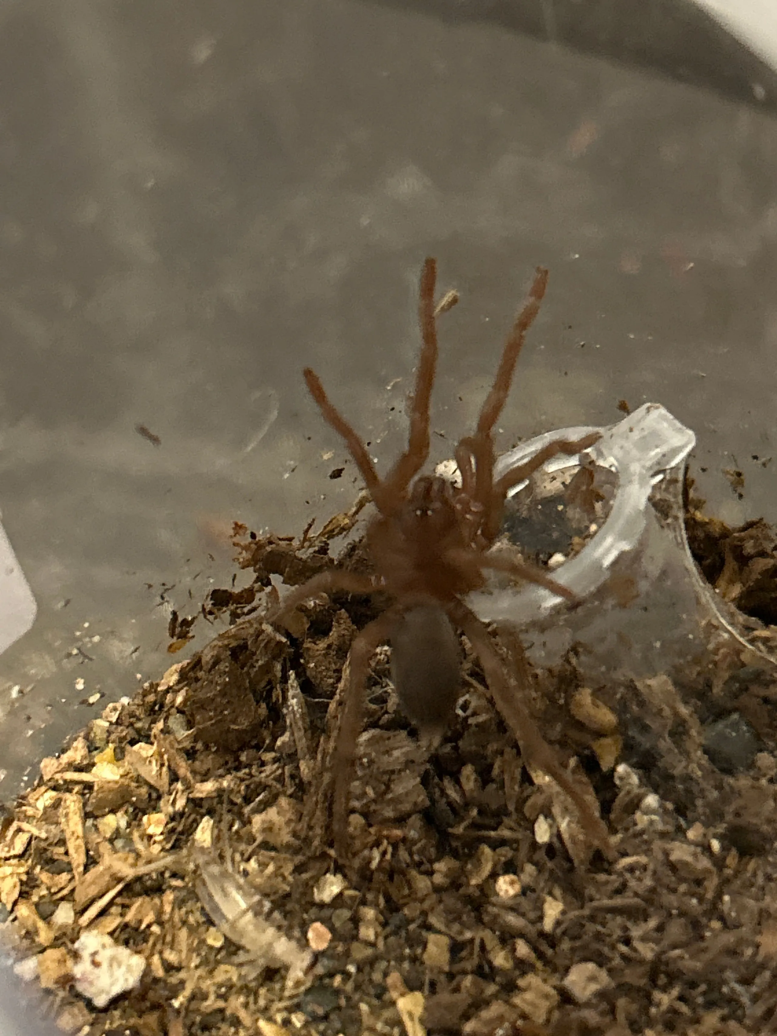 19824 philippine tangerine tarantula 1
