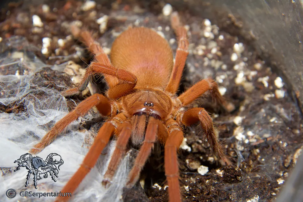 19824 philippine tangerine tarantula 3