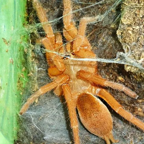 19824 philippine tangerine tarantula 4