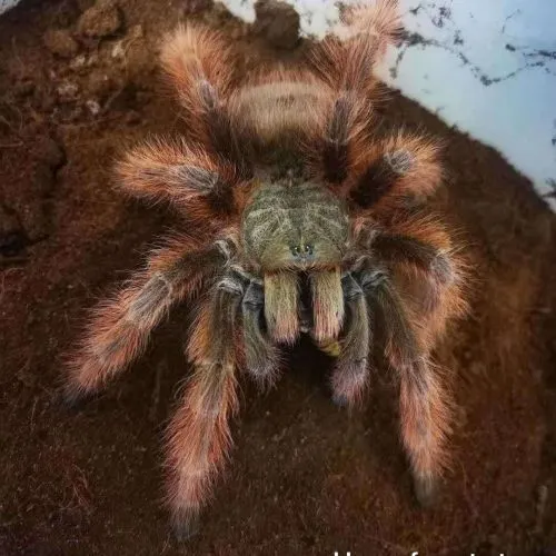 19824 philippine tangerine tarantula 5