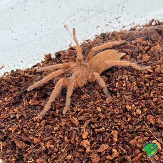 19824 philippine tangerine tarantula 6