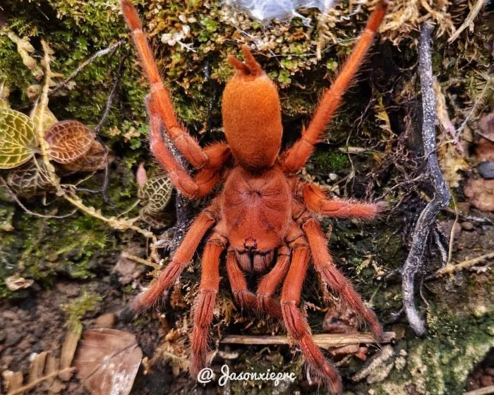 /img/19824-philippine-tangerine-tarantula-7.webp