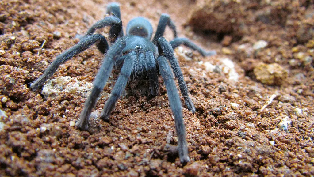 19825 cricket mandibles