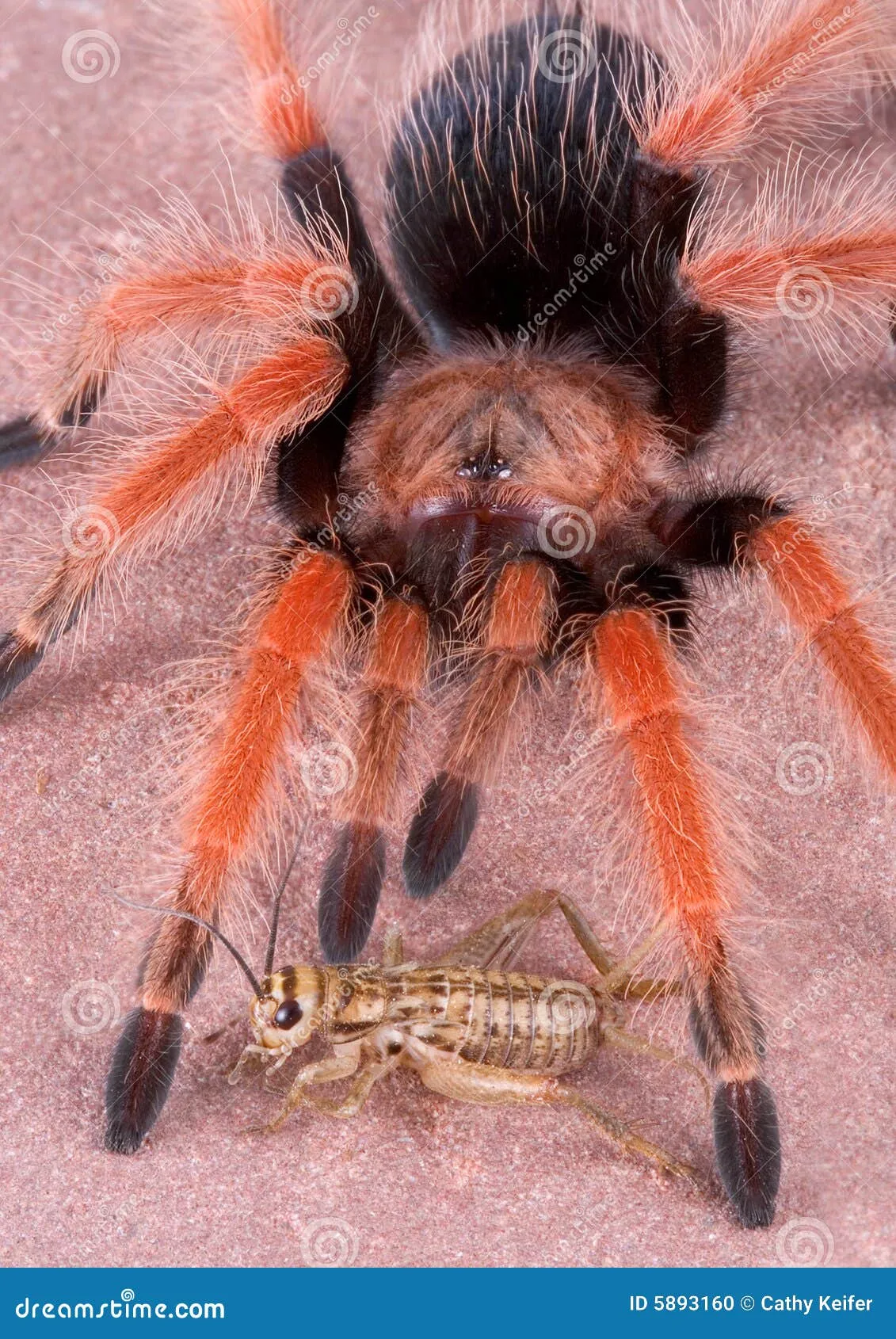 19825 tarantula fangs