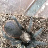 /img/19826-arkansas-chocolate-tarantula-coloration.webp
