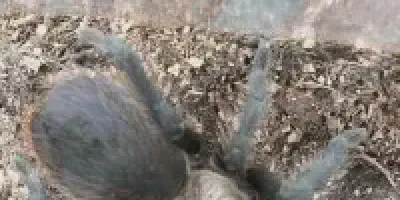 /img/19826-arkansas-chocolate-tarantula-coloration.webp