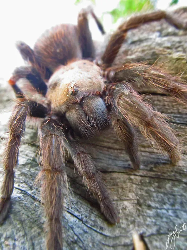 19826 arkansas chocolate tarantula enclosure