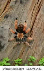 19826 arkansas chocolate tarantula feeding
