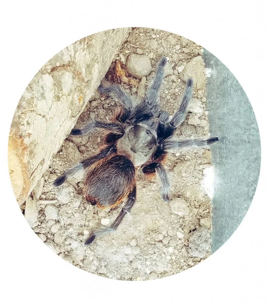 19826 arkansas chocolate tarantula habitat