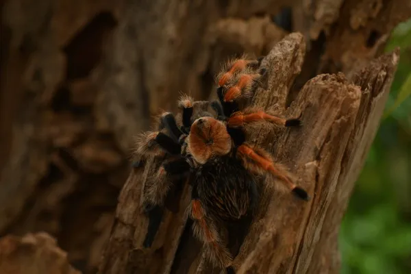 19826 arkansas chocolate tarantula handling