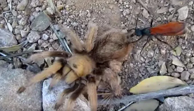 19830 tarantula molting