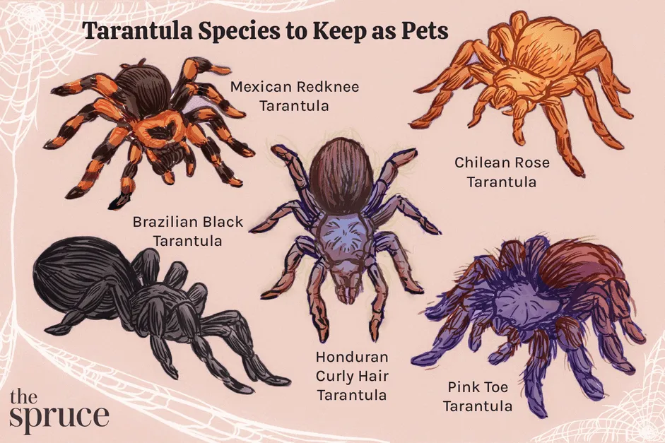 /img/19831-tarantula-feeding.webp