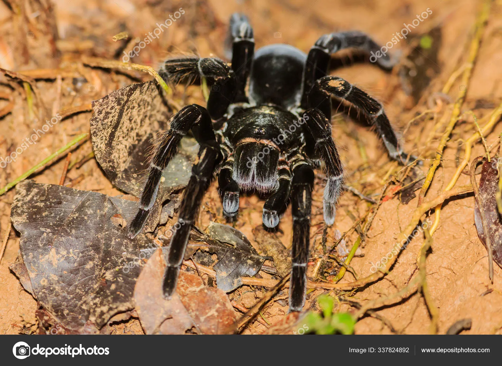 19834 ant infestation