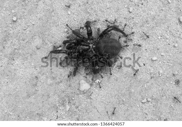 19834 cleaning tarantula habitat