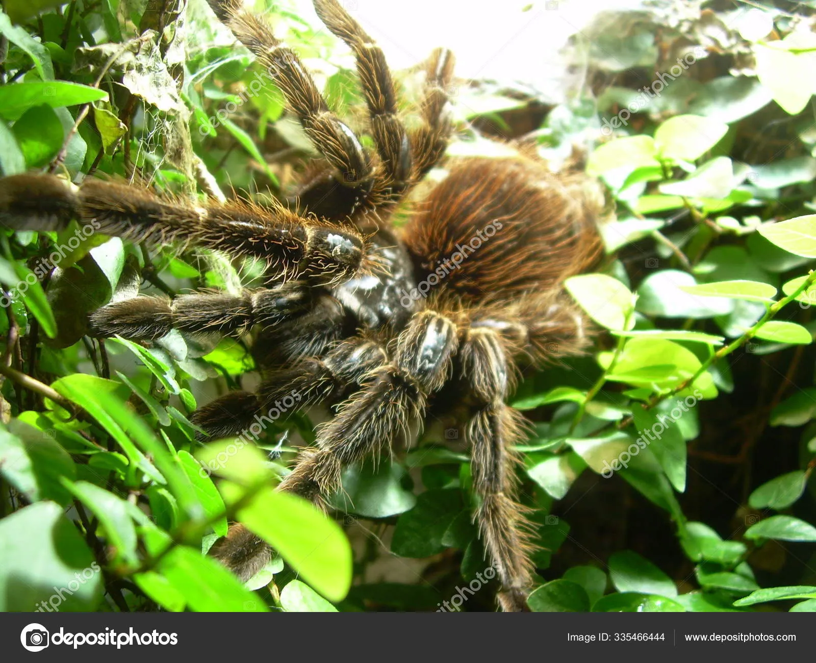 19834 natural ant deterrent