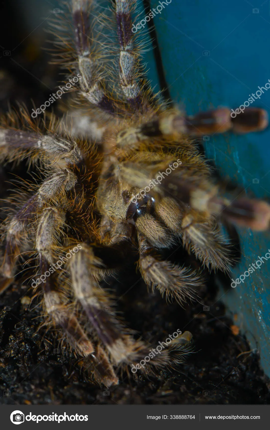 19834 tarantula habitat