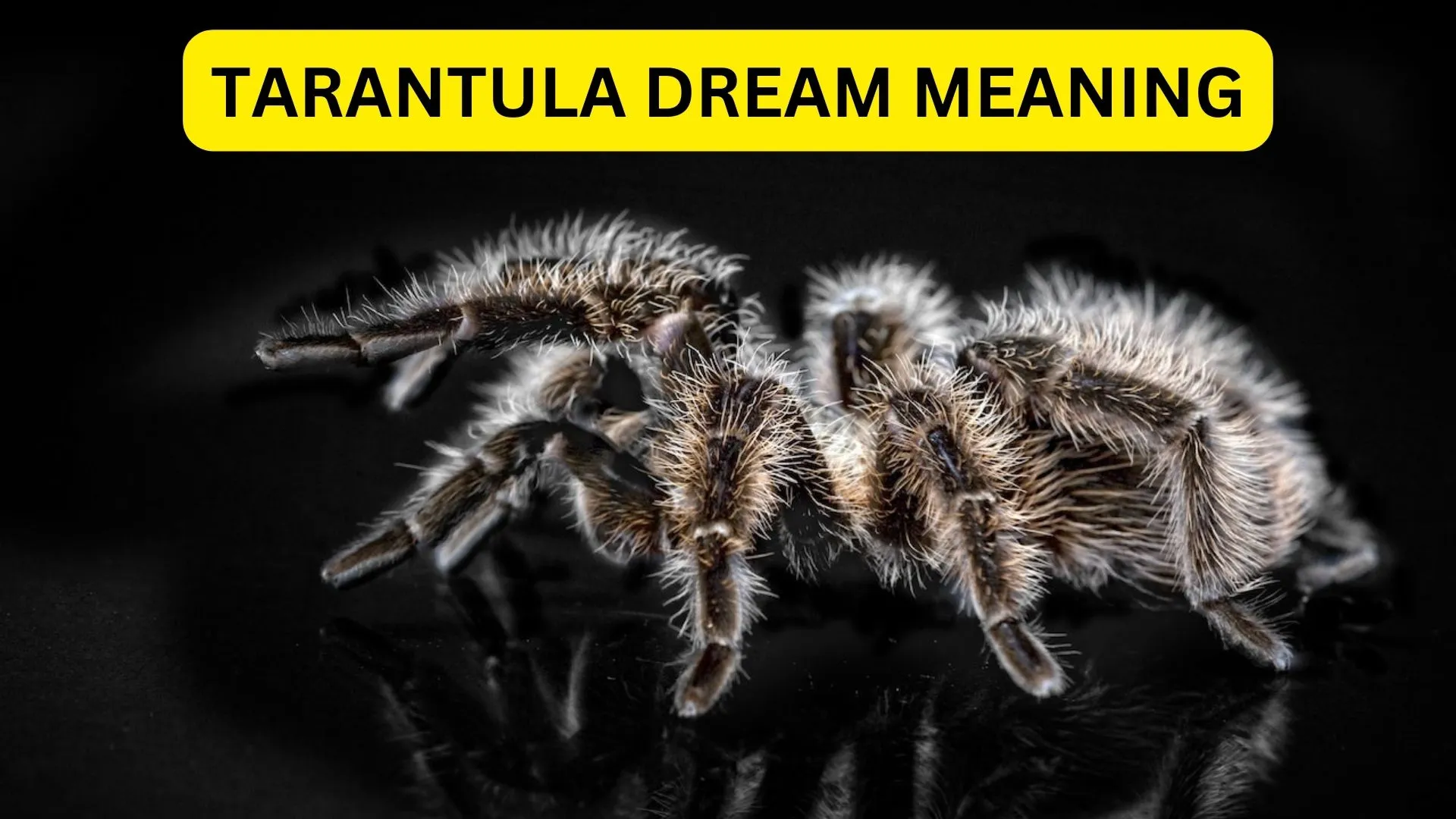 19835 tarantula dream meaning