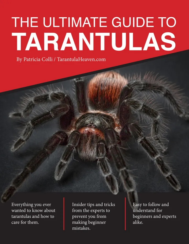 19837 docile tarantula