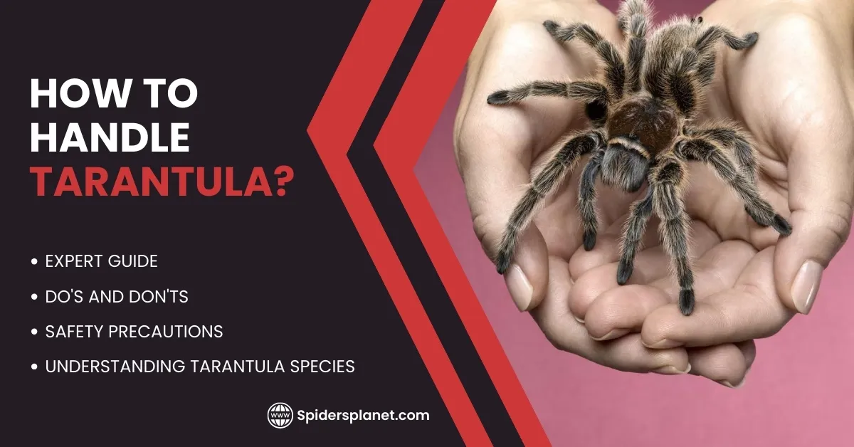 19837 holding tarantula