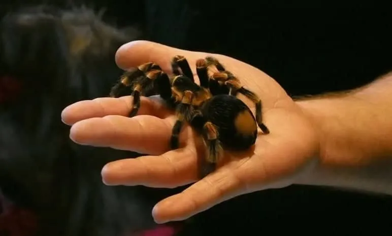 /img/19837-returning-tarantula.webp