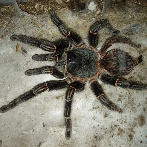 19838 brazilian giant salmon tarantula enclosure