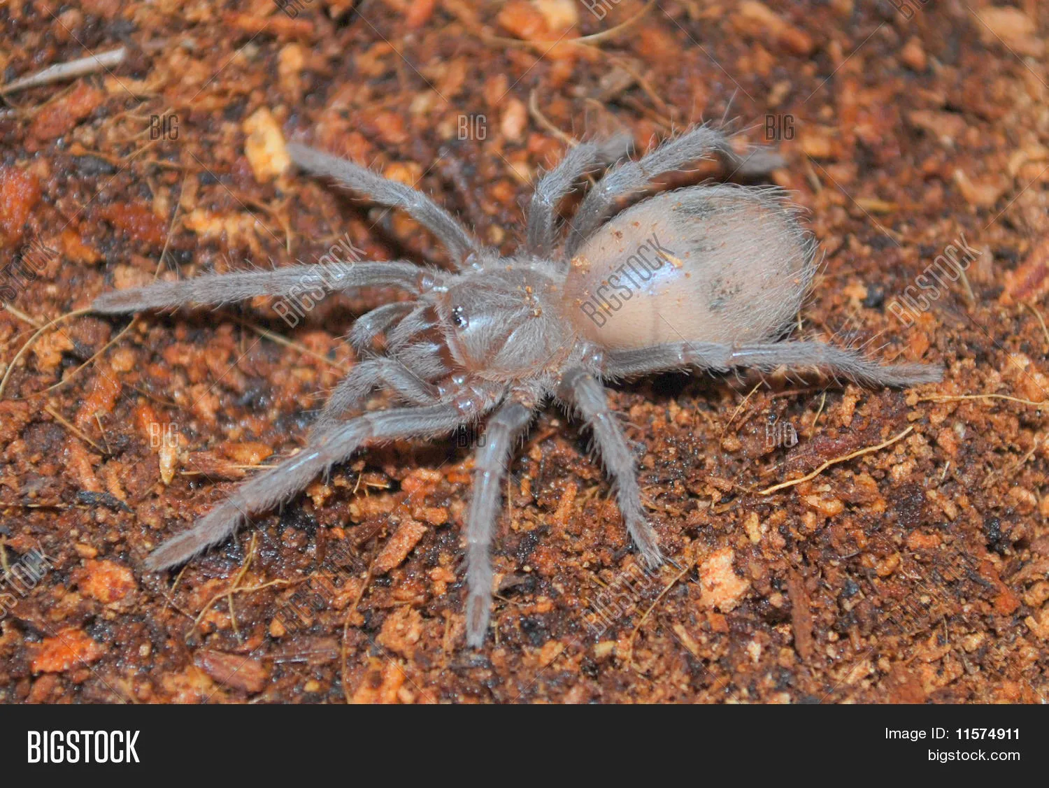 19838 brazilian giant salmon tarantula feeding