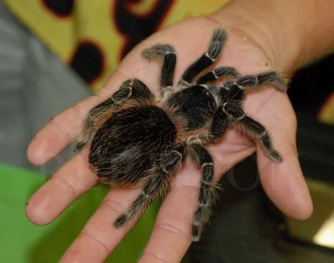 19838 brazilian giant salmon tarantula habitat
