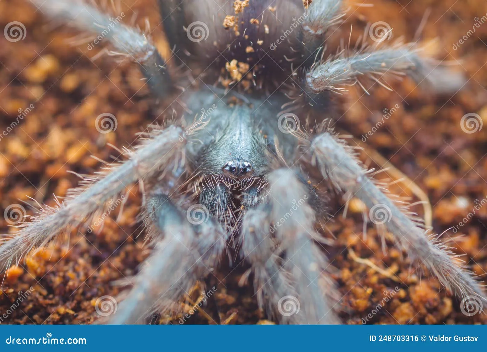 /img/19838-brazilian-giant-salmon-tarantula-health.webp