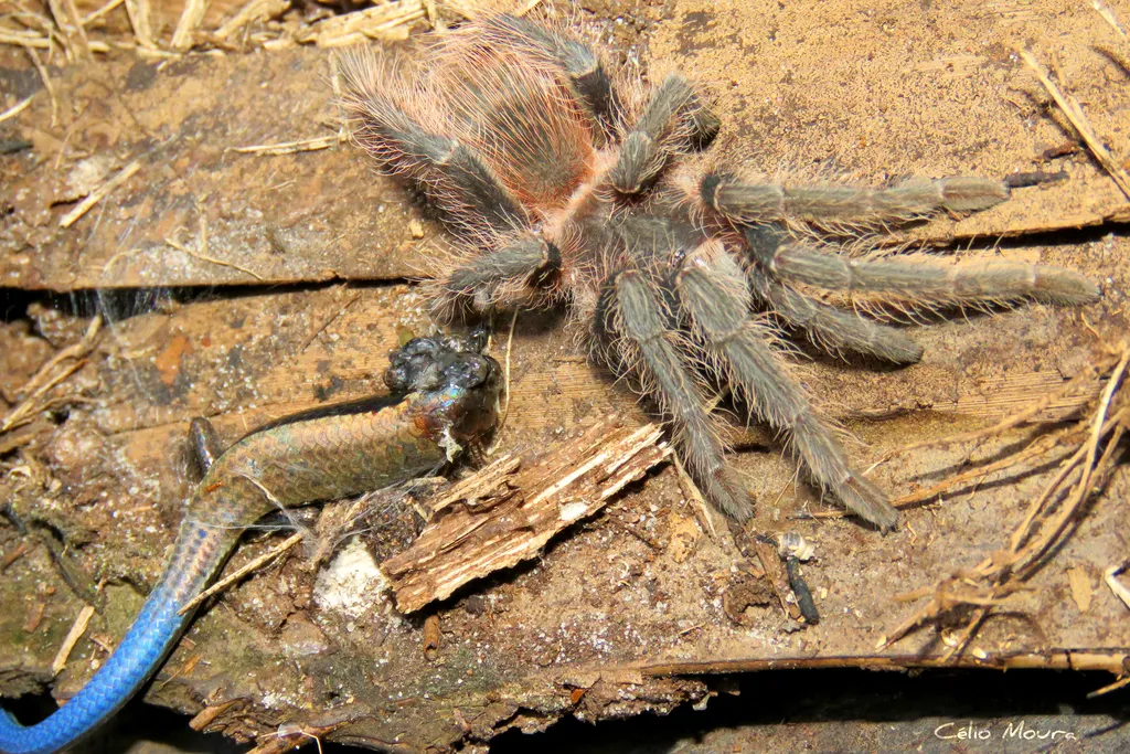 19838 brazilian giant salmon tarantula overview