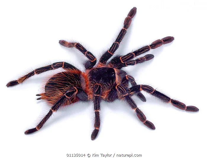 19838 brazilian giant salmon tarantula seller