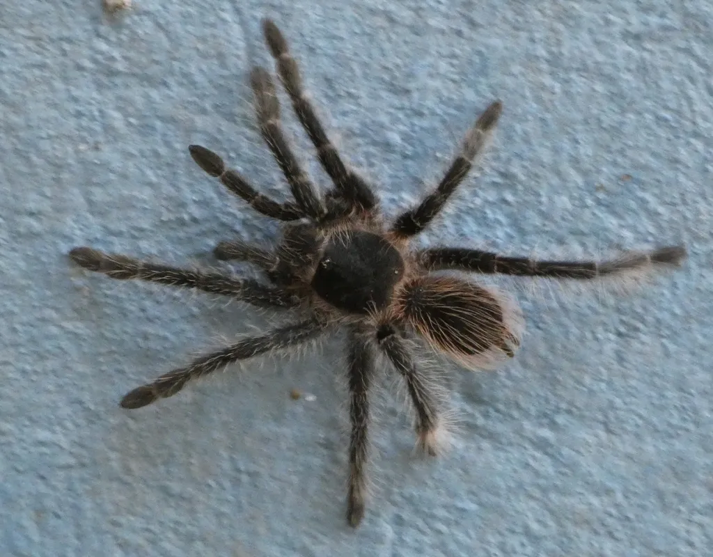 19838 brazilian giant salmon tarantula size