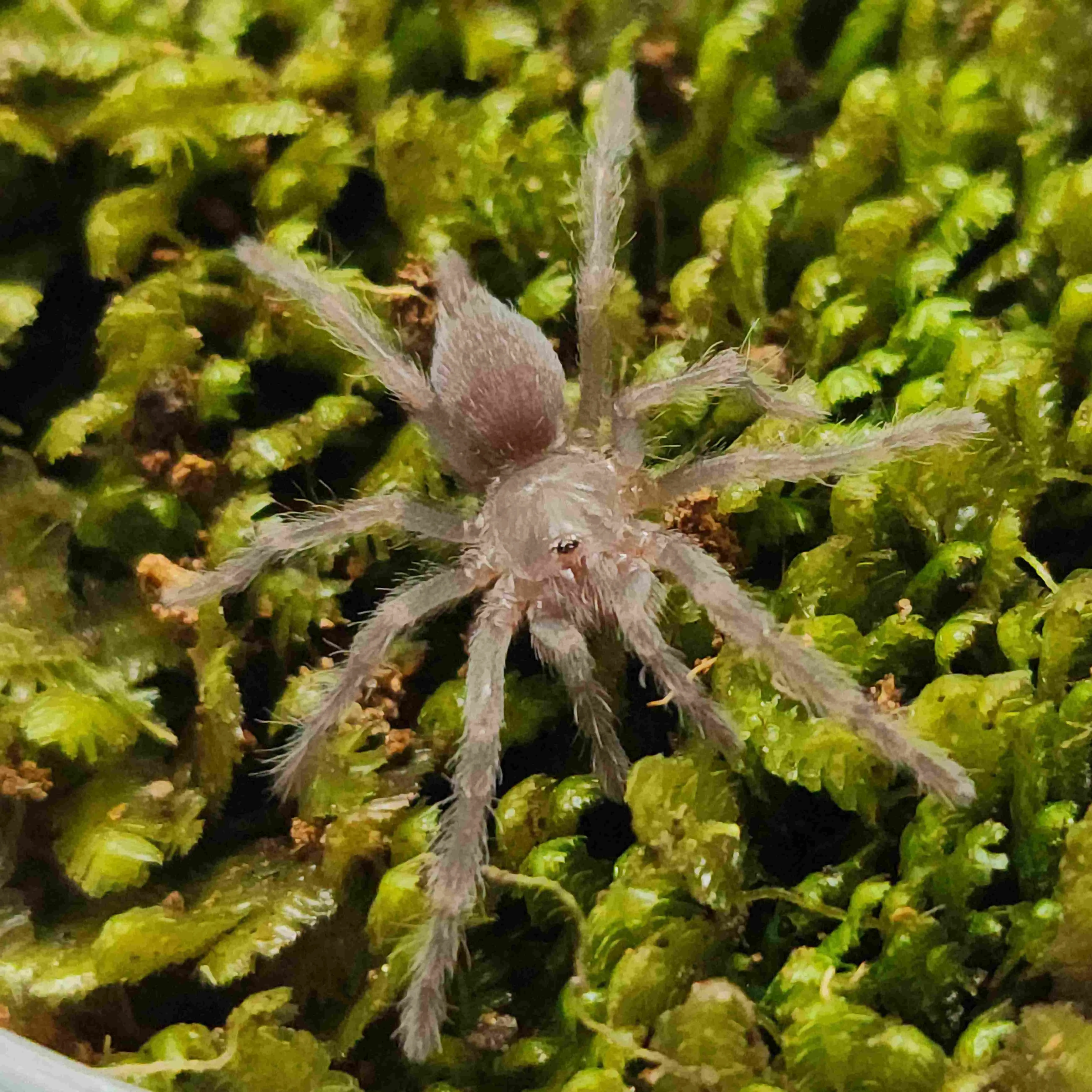 19839 cape town tarantula species