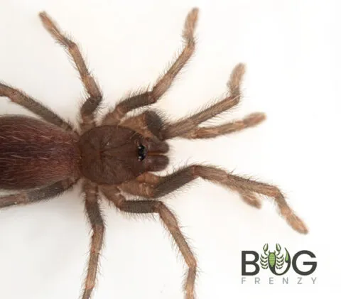 19839 tarantula cape town guide