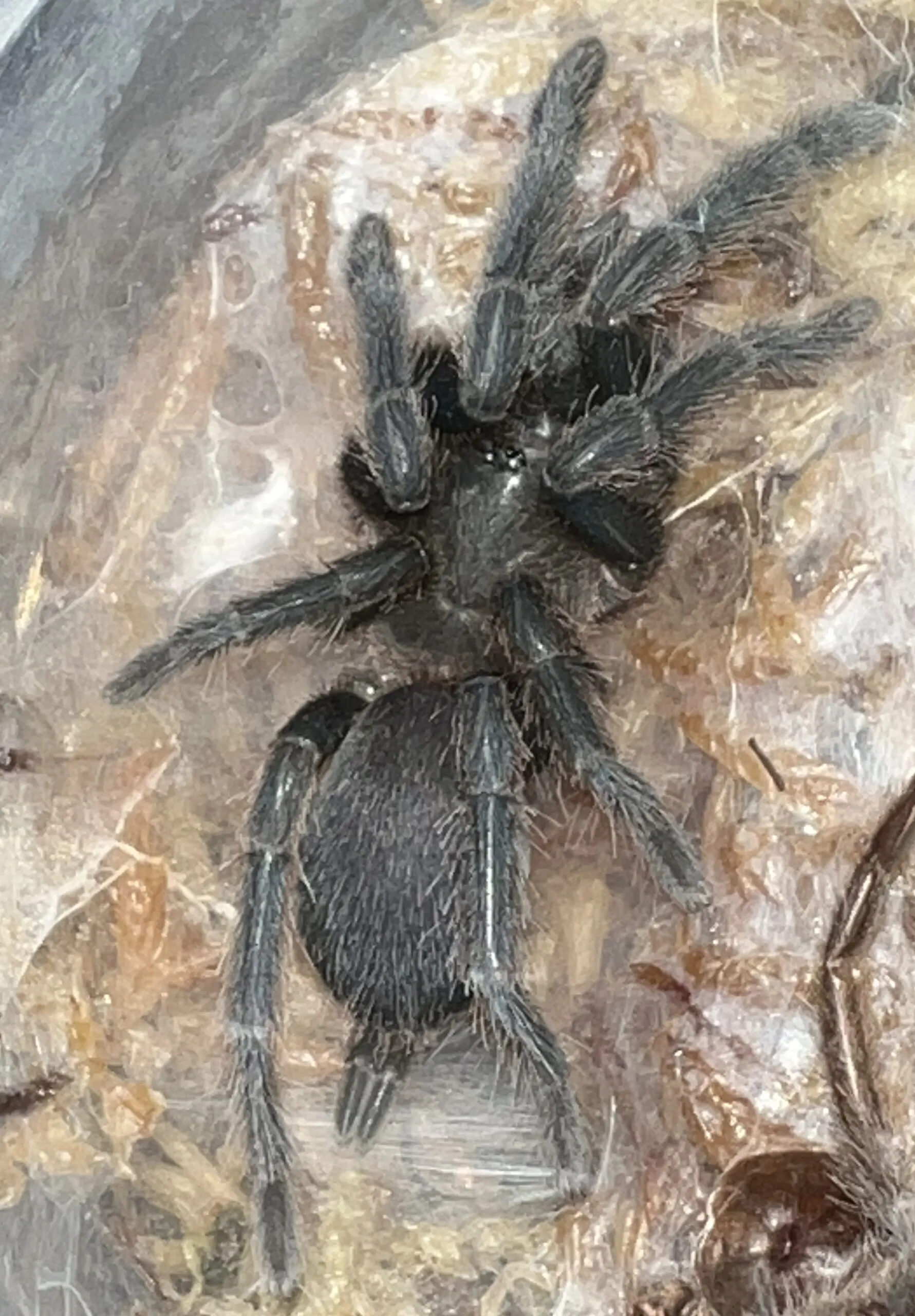 19839 tarantula safe observation