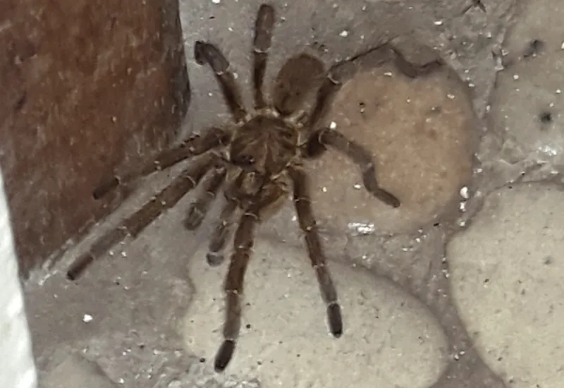 19839 tarantula spotting guide