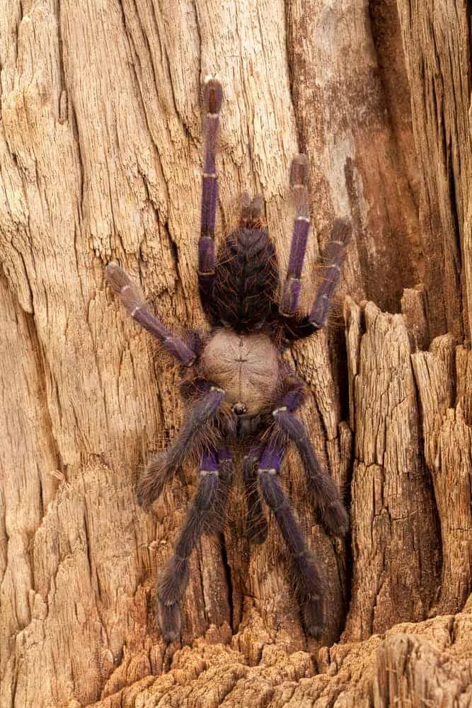 19840 singapore blue tarantula conservation